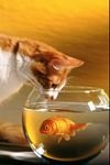 pic for  Cat Fish